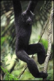 20080318-black gibbon nomaconc1202022.jpg